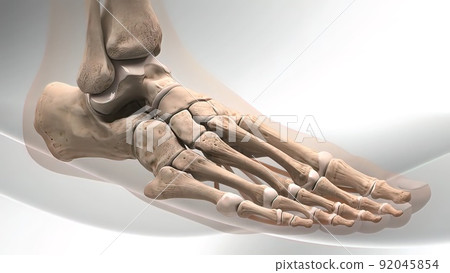 The fibula helps stabilize and support your leg, body, ankle, and leg muscles The fibula helps stabilize and support your leg, body, ankle, and leg muscles 92045854