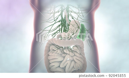 female internal organs 92045855