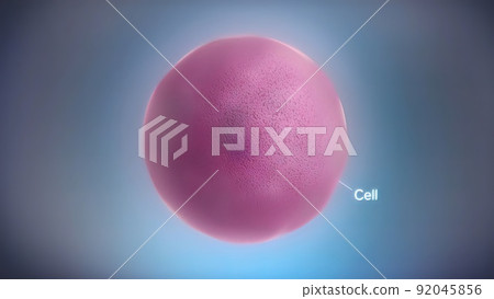 Seamless loop of the components of an eukaryotic cell, nucleus and organelles and plasma membrane Seamless loop of the components of an eukaryotic cell, nucleus and organelles and plasma membrane 92045856