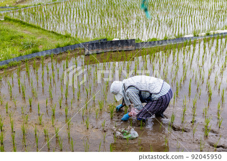 A woman planting rice in a rice field A woman planting rice in a rice field 92045950