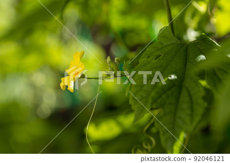 Bitter gourd flower taken with a macro lens Bitter gourd flower taken with a macro lens 92046121