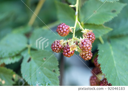 黑莓果實呈紅色 黑莓果實呈紅色 92046183