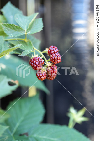 黑莓果實呈紅色 黑莓果實呈紅色 92046184