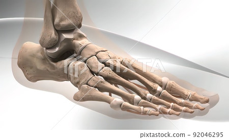 The fibula helps stabilize and support your leg, body, ankle, and leg muscles The fibula helps stabilize and support your leg, body, ankle, and leg muscles 92046295