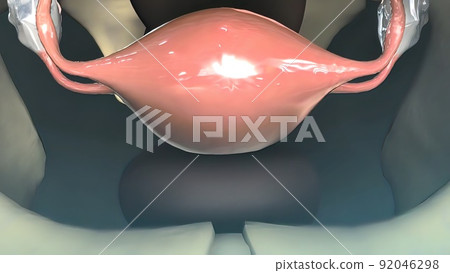 A female's internal reproductive organs are the vagina, uterus, fallopian tubes, and ovaries. A female's internal reproductive organs are the vagina, uterus, fallopian tubes, and ovaries. 92046298