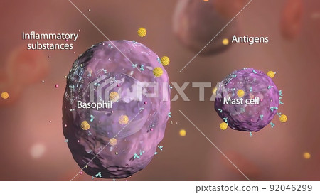 Basophil and mast cell in the immune system Basophil and mast cell in the immune system 92046299