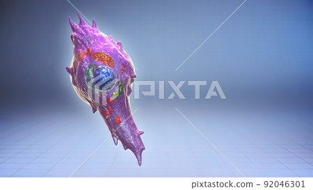 Fibroblast, a cell type that synthesizes extracellular matrix and collagen Fibroblast, a cell type that synthesizes extracellular matrix and collagen 92046301