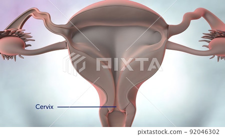 3D illustration Female reproductive organ anatomy. 3D illustration Female reproductive organ anatomy. 92046302