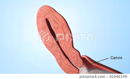 A female's internal reproductive organs are the vagina, uterus, fallopian tubes, and ovaries. 92046349