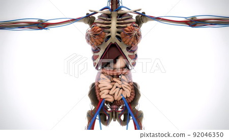 Female model with the muscle tissues mapping on her body rotating 3d illustration 92046350