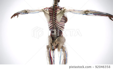 Female model with the muscle tissues mapping on her body rotating 3d illustration 92046358