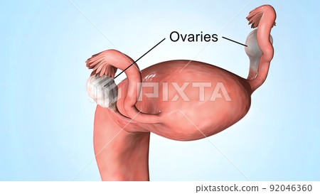 Ovaries are the female gonads the primary female reproductive organs. 92046360
