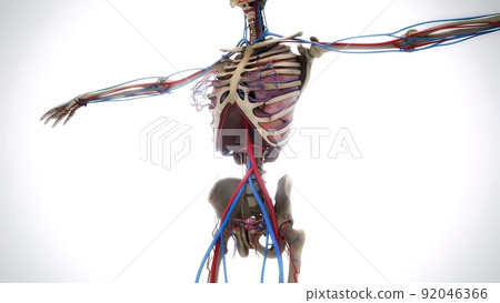 Female model with the muscle tissues mapping on her body rotating 3d illustration Female model with the muscle tissues mapping on her body rotating 3d illustration 92046366