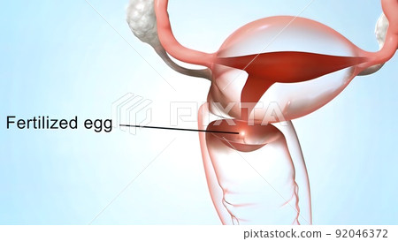 Fertilization happens when a sperm cell successfully meets an egg cell in the fallopian tube. 92046372