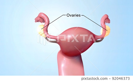 A female's internal reproductive organs are the vagina, uterus, fallopian tubes, and ovaries. 92046373