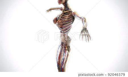 Female model with the muscle tissues mapping on her body rotating 3d illustration 92046379