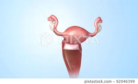 A female's internal reproductive organs are the vagina, uterus, fallopian tubes, and ovaries. 92046399