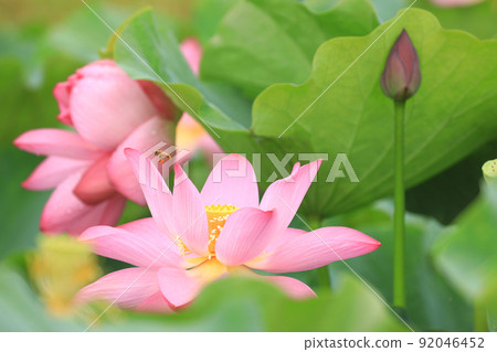 蜜蜂和蓮花7692 92046452