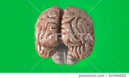 The brain is an organ that serves as the center of the nervous system in living things. The brain is an organ that serves as the center of the nervous system in living things. 92046688