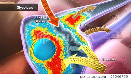 The breakdown of glucose by enzymes, releasing energy and pyruvic acid. 92046769