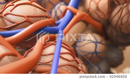 Alveoli in lungs - blood saturating by oxygen, Alveoli in lungs - blood saturating by oxygen, 92046808