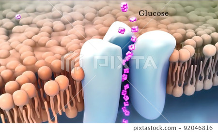 mechanism of action of insulin, glucose, Human Insulin, structure of the molecul mechanism of action of insulin, glucose, Human Insulin, structure of the molecul 92046816