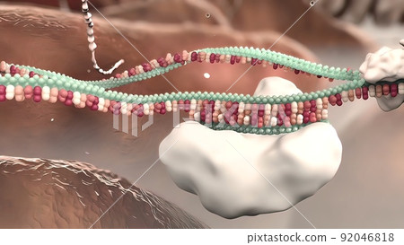 Effects of RNA editing and gene processing on phylogenetic reconstruction. 92046818