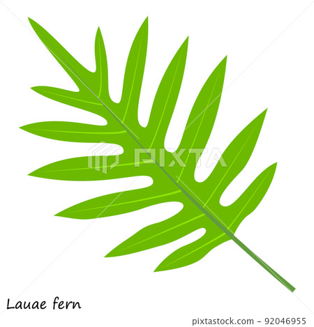 Green fern. Lauae leaves. Monarch fern leaves. Green fern. Lauae leaves. Monarch fern leaves. 92046955