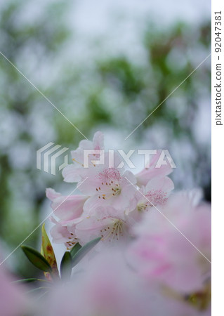 杜鵑 杜鵑 92047381