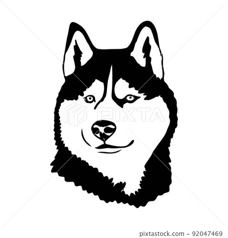 Husky isolated on white background. Stencil. Dog silhouette. 92047469