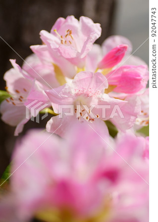 Squat Squat 92047743