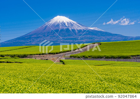 (靜岡縣)富士山在一個年輕的草色茶園 (靜岡縣)富士山在一個年輕的草色茶園 92047864