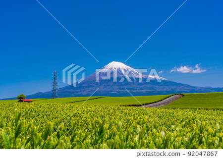 (Shizuoka Prefecture) Mt. Fuji over a young grass-colored tea plantation (Shizuoka Prefecture) Mt. Fuji over a young grass-colored tea plantation 92047867