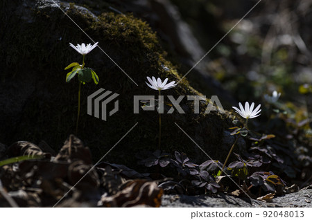 韓國野花 韓國野花 92048013