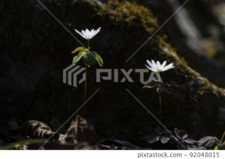 韓國野花 韓國野花 92048015