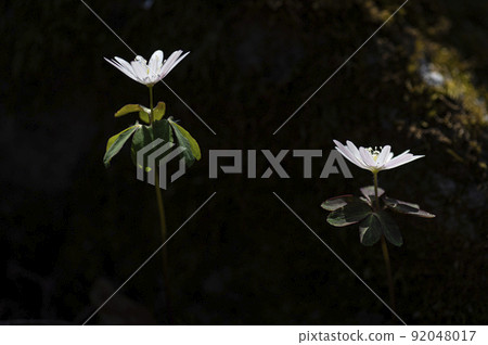 韓國野花 韓國野花 92048017
