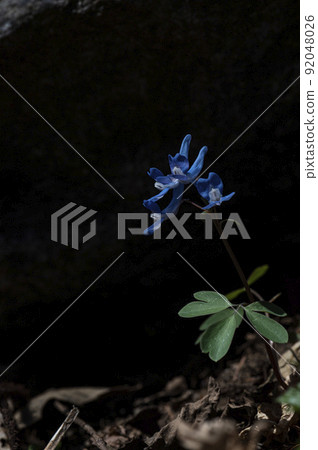 韓國野花 韓國野花 92048026