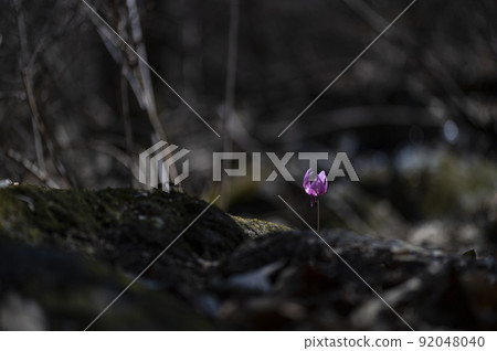 韓國野花 韓國野花 92048040