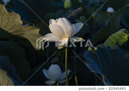 Lotus and lotus leaves 92048465