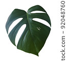 Green Monstera Leaf Isolated on White Background 92048760