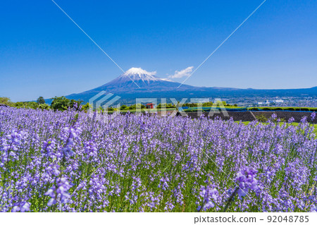 (Shizuoka Prefecture) Purple flowers (blue toadflax) beside the tea plantation and Mt. Fuji (Shizuoka Prefecture) Purple flowers (blue toadflax) beside the tea plantation and Mt. Fuji 92048785