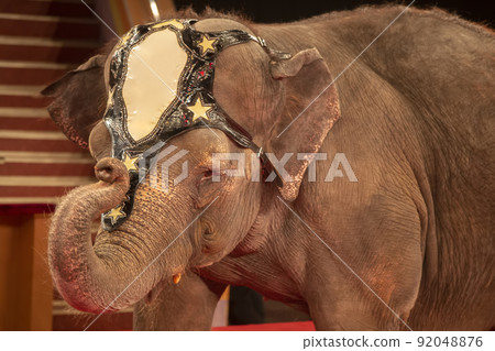 Circus elephant with a raised hobbot close-up. Circus elephant with a raised hobbot close-up. 92048876