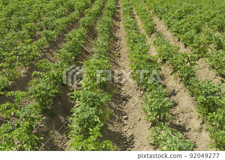 Potatoes growing on a farmer's field. Potato plant in the garden in summer. Agriculture, vegetables, farming concept. 92049277