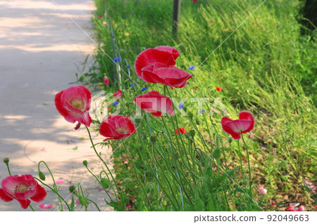 Flower poppy Flower poppy 92049663