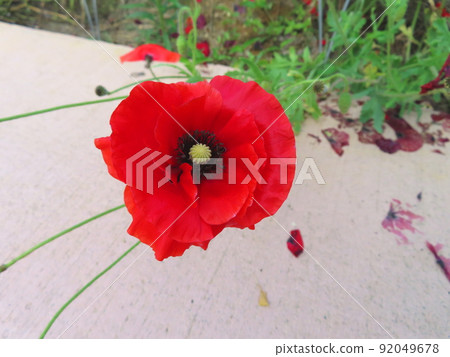 Flower poppy 92049678