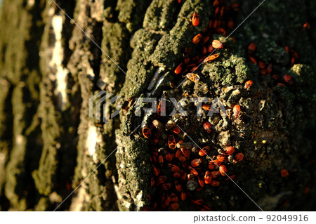 A closeup of a red bugs on tree bark on sunlights. A closeup of a red bugs on tree bark on sunlights. 92049916