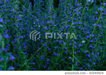 Echium vulgare flowers with Bumble Bee, beautiful blue flowers in dark background. 92049929