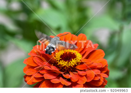 Broad-bordered bee hawk-moth in flight eats dahlia flower nectar in the flower bed Broad-bordered bee hawk-moth in flight eats dahlia flower nectar in the flower bed 92049963