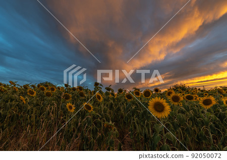 Sunflower fields at stunning sunset in countryside. Sunflower fields at stunning sunset in countryside. 92050072