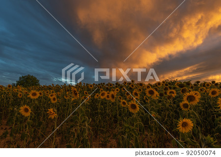 Sunflower fields at stunning sunset in countryside. Sunflower fields at stunning sunset in countryside. 92050074